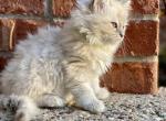 Princess's Babies   1 Male Left - Ragdoll Cat For Sale - Bettendorf, IA, US