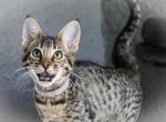 F4 Savannah Boy - Savannah Cat For Sale - Lakeland, FL, US