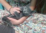 Russian Blue Kittens - Russian Blue Cat For Sale - Hallsville, MO, US