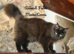 Oda - Maine Coon Cat For Sale - Santa Maria, CA, US