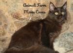 Palmer - Maine Coon Cat For Sale - Santa Maria, CA, US