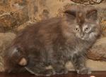 Suki - Maine Coon Cat For Sale - Santa Maria, CA, US