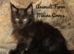 Tina - Maine Coon Cat For Sale - Santa Maria, CA, US