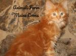 Uber - Maine Coon Cat For Sale - Santa Maria, CA, US