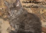 Ulysses - Maine Coon Cat For Sale - Santa Maria, CA, US