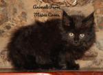 Upton - Maine Coon Cat For Sale - Santa Maria, CA, US