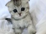 Stive - Scottish Fold Cat For Sale - New York, NY, US