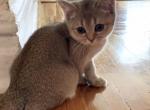 Kira - Scottish Straight Cat For Sale - Brooklyn, NY, US