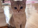 Kira - Scottish Straight Cat For Sale - New York, NY, US