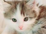Fiona - Norwegian Forest Cat For Sale - WI, US
