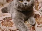 Margo2 - British Shorthair Cat For Sale - NY, US