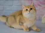 Vinny BRI - British Shorthair Cat For Sale - Brooklyn, NY, US