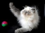 Lyalya PER - Persian Cat For Sale - Brooklyn, NY, US