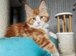 Ocean KZ - Maine Coon Cat For Sale - Norwalk, CT, US