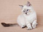 Xander - Siberian Cat For Sale - Brooklyn, NY, US