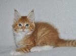 Iris - Maine Coon Cat For Sale - Miami, FL, US