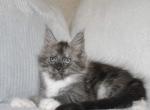 Incanto - Maine Coon Cat For Sale - Miami, FL, US