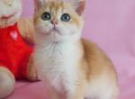 Yanai - British Shorthair Cat For Sale - Miami, FL, US