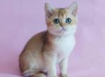 Yari - British Shorthair Cat For Sale - Miami, FL, US