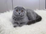 Rosalin Scottish fold - Scottish Straight Cat For Sale - Norwalk, CT, US