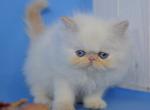 Elvis - Persian Cat For Sale - Hollywood, FL, US