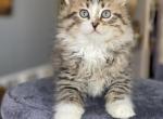 Neptun - Siberian Cat For Sale - NY, US