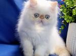 Amir - Persian Cat For Sale - Brooklyn, NY, US