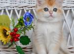 Uma - British Shorthair Cat For Sale - Brooklyn, NY, US