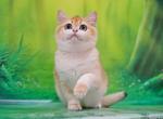 Stephi - British Shorthair Cat For Sale - Brooklyn, NY, US