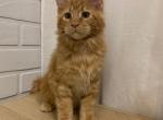 dallas - Maine Coon Cat For Sale - NY, US