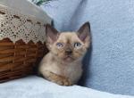 Bvlgari - Devon Rex Cat For Sale - Brooklyn, NY, US