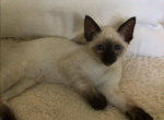 Siamese Playboy - Siamese Cat For Sale - Queenstown, MD, US