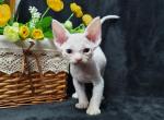 Byron - Devon Rex Cat For Sale - Brooklyn, NY, US