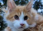 IGRUN - Maine Coon Cat For Sale - Pensacola, FL, US