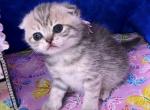 Lexi - Scottish Fold Cat For Sale - Gainesville, GA, US