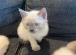 Red - Siamese Cat For Sale - Winder, GA, US