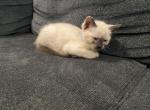 Blue - Siamese Cat For Sale - Winder, GA, US