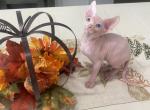 Odd eye - Sphynx Cat For Sale - Okeechobee, FL, US