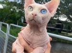 Litter A - Sphynx Cat For Sale - Okeechobee, FL, US