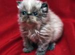 Babbling  Blue Seal Point1 - Persian Cat For Sale - Cedar Rapids, IA, US