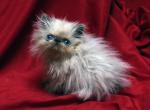 Blue point by Flueffay x The Holy Grail1 - Persian Cat For Sale - Cedar Rapids, IA, US