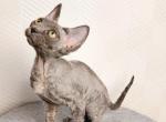 Yarik - Devon Rex Cat For Sale - Brooklyn, NY, US