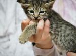 Beautiful F5 Baby Girl - Savannah Cat For Sale - Lakeland, FL, US