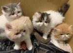 Exotic short hair kittens - Exotic Cat For Sale - Las Vegas, NV, US