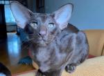 Sirena - Oriental Cat For Sale - Norwalk, CT, US