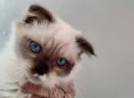 Mister Personality Plus - Persian Cat For Sale - Coshocton, OH, US