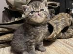 Dark tabby Exotic Shorthair kitten - Exotic Cat For Sale - Dornsife, PA, US