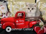 Silver - Scottish Fold Cat For Sale - New Prague, MN, US