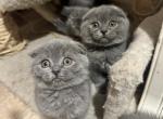 Scottish reservation - Scottish Fold Cat For Sale - Huntington, NY, US