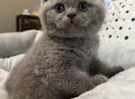 Scottish straight lilac boy - Scottish Straight Cat For Sale - Houston, TX, US